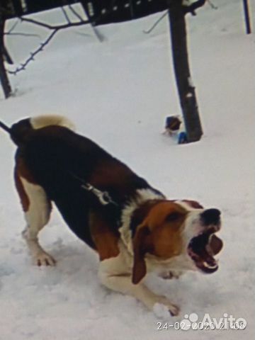 Собака Эстонская гончая (выжлец) купить на Зозу.ру - фотография № 4