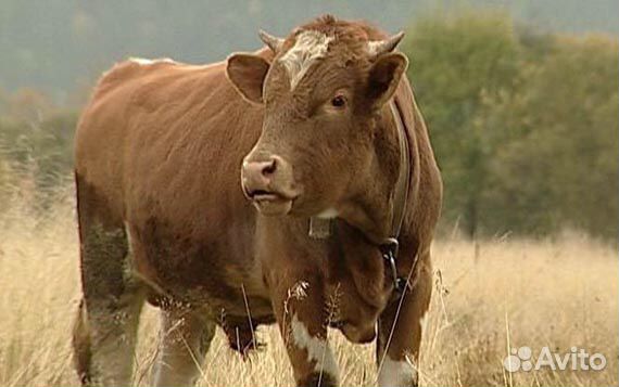 Продаю быков на мясо,живой вес 500-600 кг купить на Зозу.ру - фотография № 1