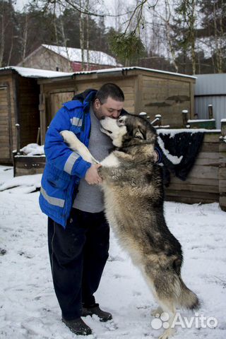 Чистокровные щенки аляскинского маламута купить на Зозу.ру - фотография № 10