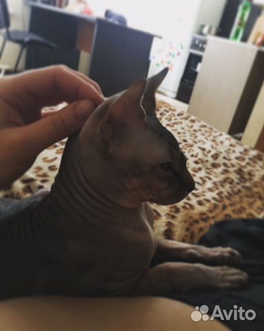 Продам кота Продам кота