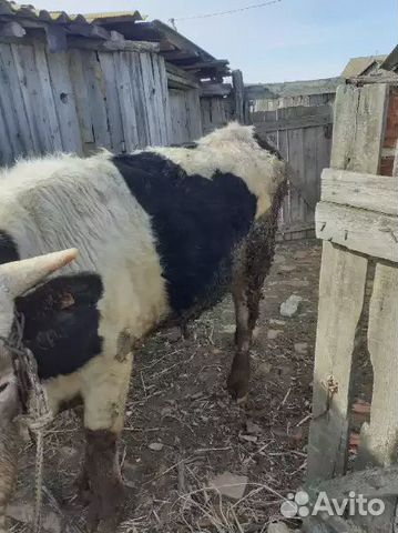 Бык и коровы купить на Зозу.ру - фотография № 1