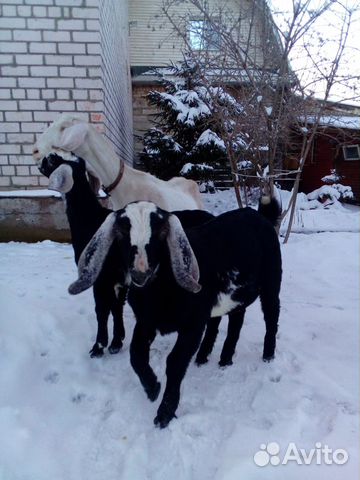 Коза с козлятами купить на Зозу.ру - фотография № 5