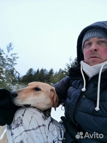Собака русская гончая купить на Зозу.ру - фотография № 2