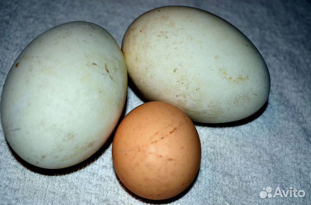 Гусиное куриное яйцо на инкубацию купить на Зозу.ру - фотография № 1