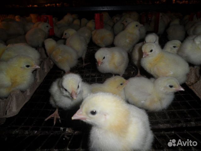 Цыплята бройлерные индюшата инкубационное яйцо купить на Зозу.ру - фотография № 1