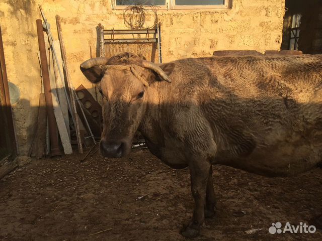 Крупный рогатый скот купить на Зозу.ру - фотография № 1