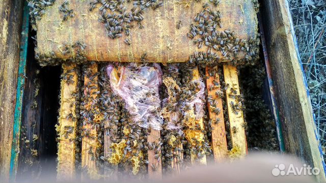 Продам пчелосемьи купить на Зозу.ру - фотография № 3