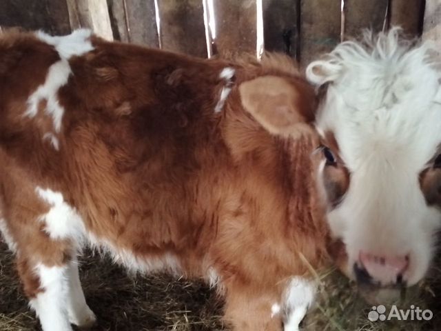 Продается корова с теленком купить на Зозу.ру - фотография № 1