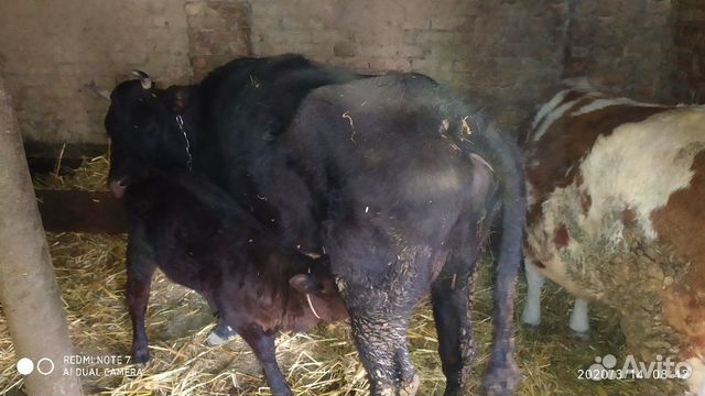 Корова с телёнкам купить на Зозу.ру - фотография № 5
