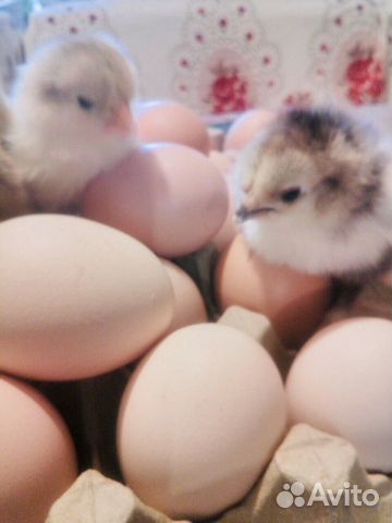 Инкубационное яйцо и цыплята кур породы Брама купить на Зозу.ру - фотография № 2