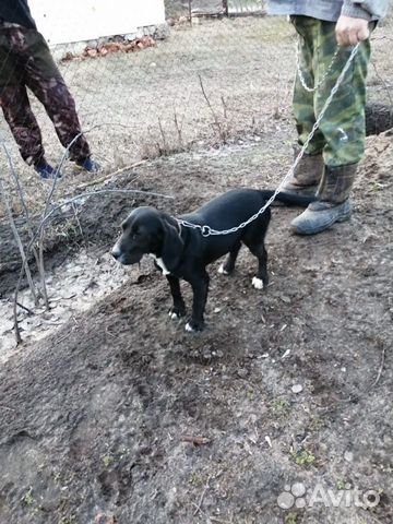 Охотничья собачка «Бигль» купить на Зозу.ру - фотография № 3