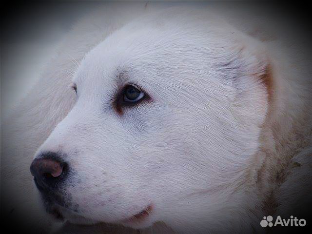 Продаются щенки алабая а-ля белые медведи) купить на Зозу.ру - фотография № 2
