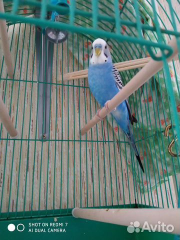 Волнистый попугай с клеткой купить на Зозу.ру - фотография № 2