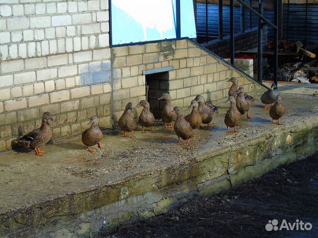 Подсадные утки для весенней охоты 2020 купить на Зозу.ру - фотография № 3