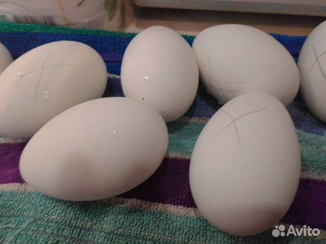 Гусиное инкубационное яйцо купить на Зозу.ру - фотография № 3