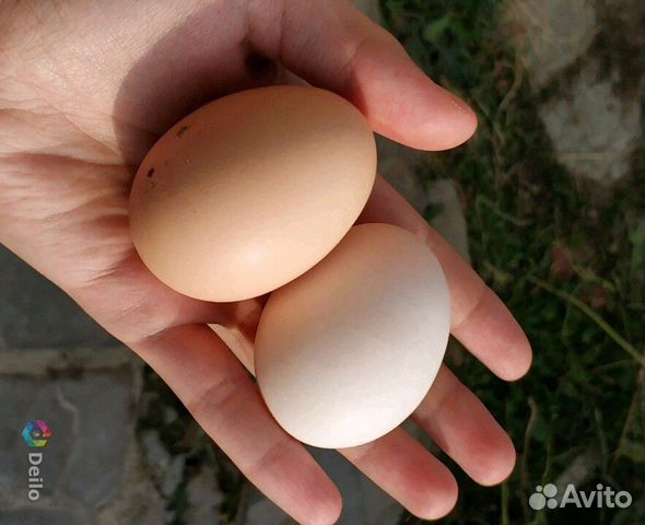 Птицы, яйца инкубационные купить на Зозу.ру - фотография № 1