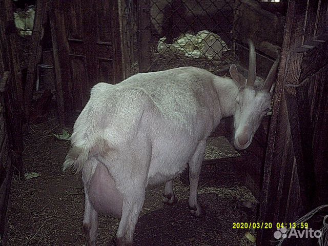 Заано-нубийская коза первокотка и зааненка купить на Зозу.ру - фотография № 6
