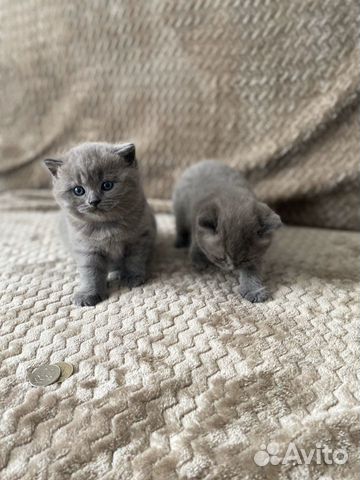 Продам милейших котяток купить на Зозу.ру - фотография № 4