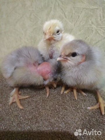Яйцо инкубационное, цыплята купить на Зозу.ру - фотография № 6