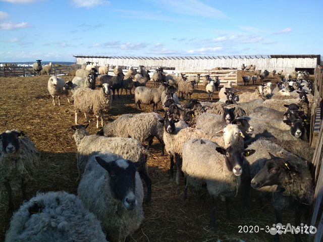 Овцематки, ярки, бараны - Катумские купить на Зозу.ру - фотография № 6