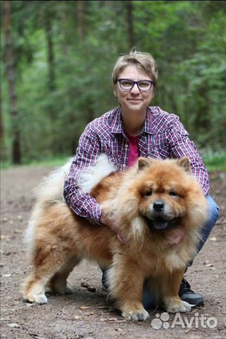 Выгул собак