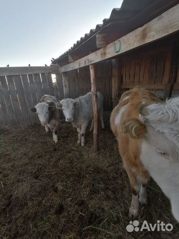 Корова и телочка купить на Зозу.ру - фотография № 2