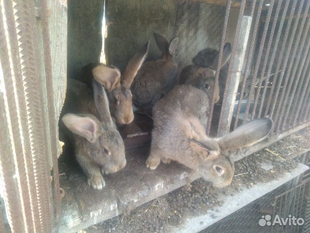 Продам кроликов на племя или же на мясо купить на Зозу.ру - фотография № 3