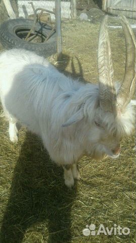 Очень добрый козёл 3 года, козы, козлята на мясо купить на Зозу.ру - фотография № 1