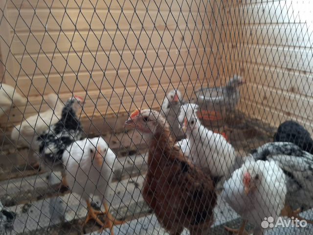 Продаю цыплят купить на Зозу.ру - фотография № 3