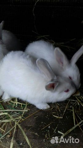 Кролики, крольчата купить на Зозу.ру - фотография № 1