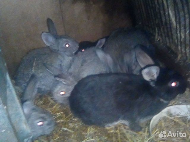 Кролики от 2 месяцев до 6 купить на Зозу.ру - фотография № 9