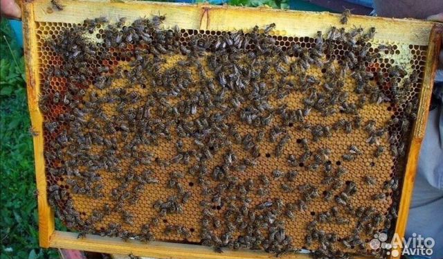 Пчелосемьи, пчелопакеты карпатской породы купить на Зозу.ру - фотография № 1