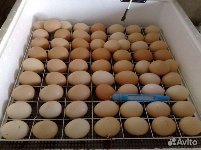 Инкубационное яйцо домашний несушки купить на Зозу.ру - фотография № 1