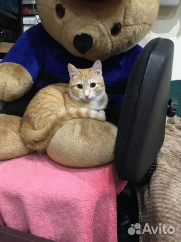 утверждает, котики сургут где можно взять с фото основу интерьере