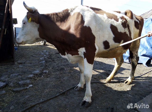 Продается корова купить на Зозу.ру - фотография № 3