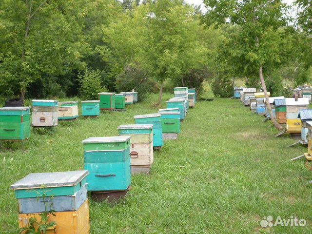 Пасека, пчелосемья купить на Зозу.ру - фотография № 1