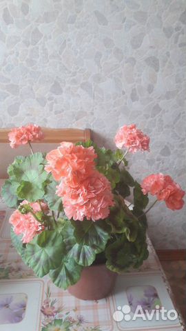 Укорененные черенки сортовых пеларгоний