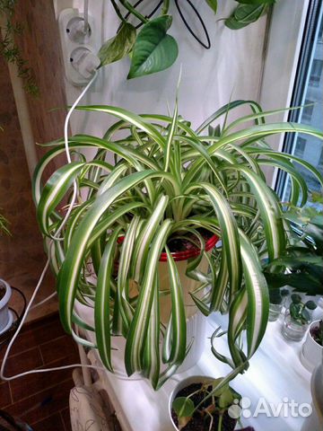 Хлорофитум Хлорофитум