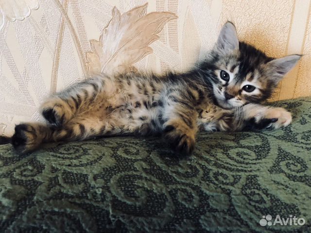 Котёнок -девочка, 2 мес