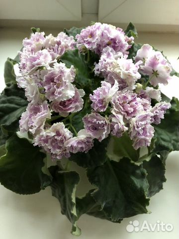 Сортовая фиалка Сортовая фиалка