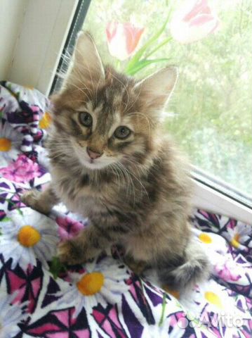 Котенок девочка ищет дом Котенок девочка ищет дом