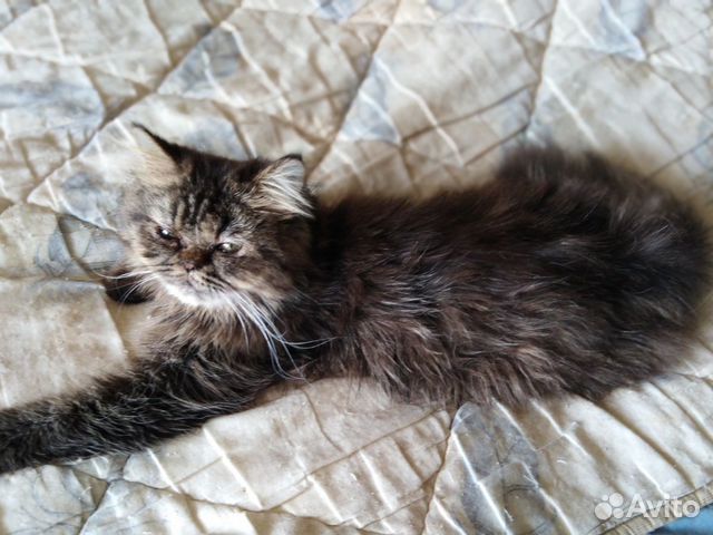 Хорошенькие котейки Хорошенькие котейки