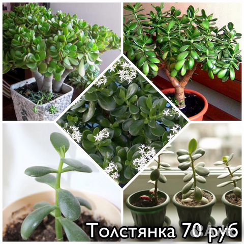 Цветы разные Цветы разные