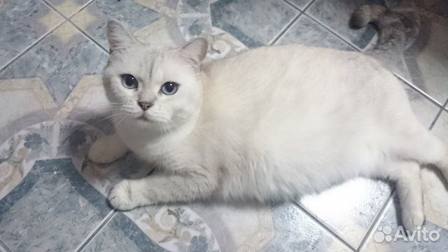 Британская кошка Британская кошка