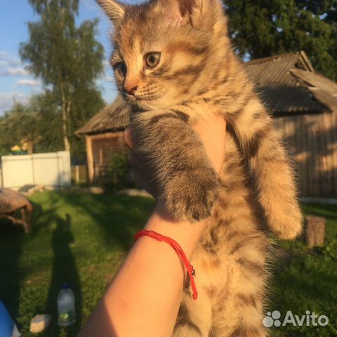 Котёнка в добрые руки (девочка)