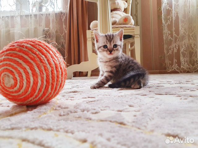 Котята Шотландские Котята Шотландские