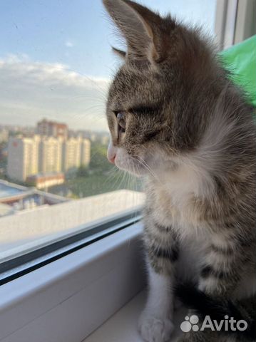 Котёнок