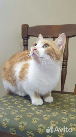 Кошка Кошка