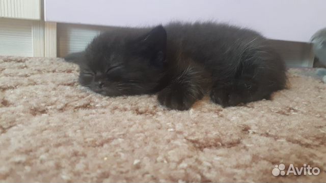 Котята шотландцы Скоттиш страйт Котята шотландцы Скоттиш страйт