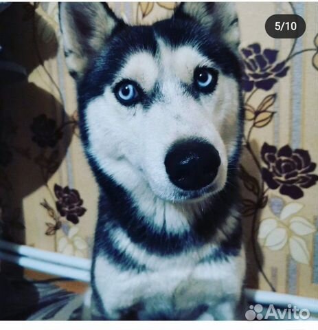 Сибирская хаски(метис)